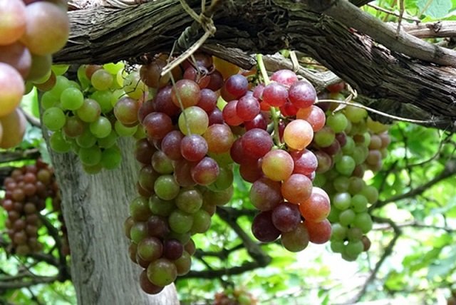 Gốc Cây Nho Ninh Thuận 2
