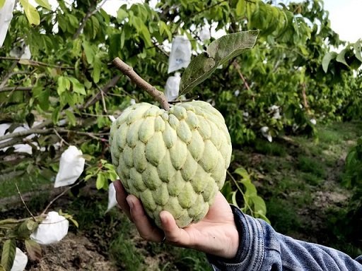 Cây Mãng Cầu Na Thái