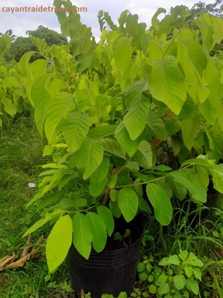Cây Mãng Cầu Na Thái 2