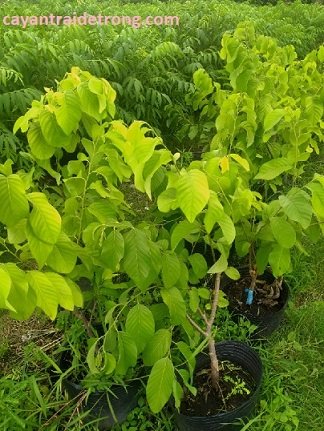 Cây Mãng Cầu Na Thái 3