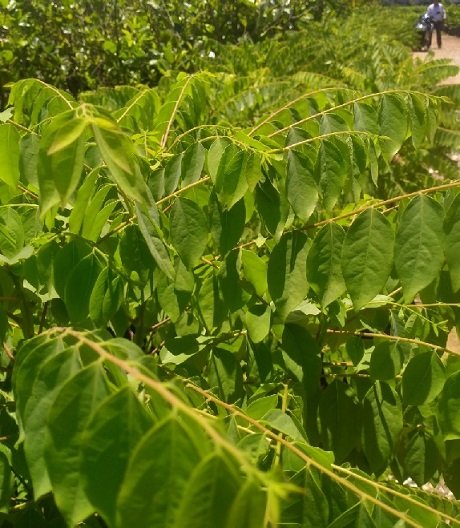 Cây Chùm Ruột 2