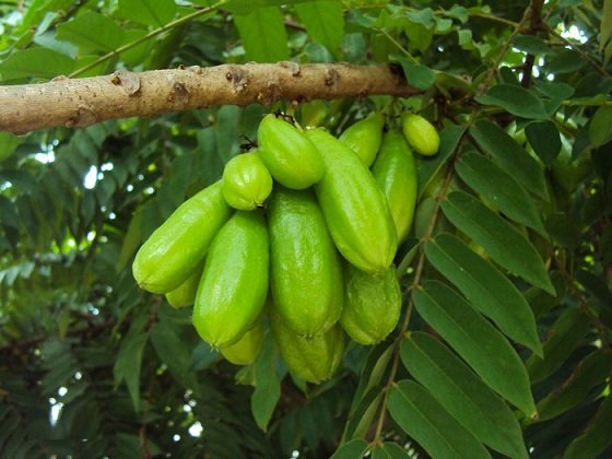 Cây Khế Tàu