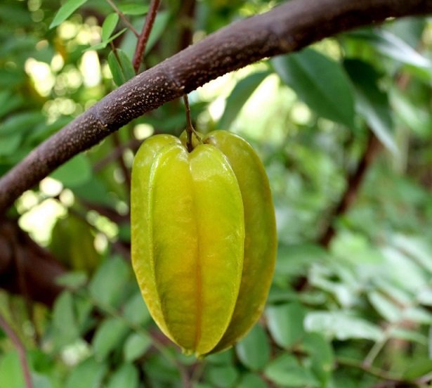 Cây Khế Ngọt 3