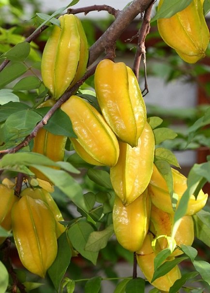 Cây Khế Ngọt 2