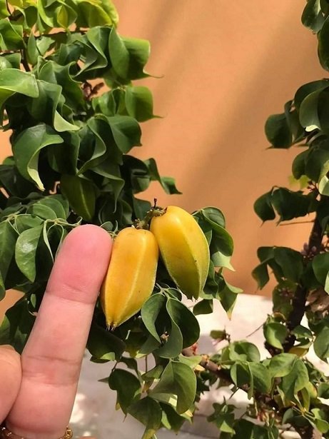 Cây Khế Ngọt Lá Xoắn
