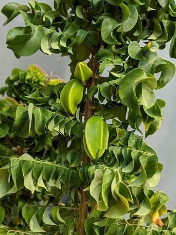 Cây Khế Ngọt Lá Xoắn 2