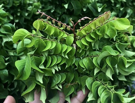 Cây Khế Ngọt Lá Xoắn 3