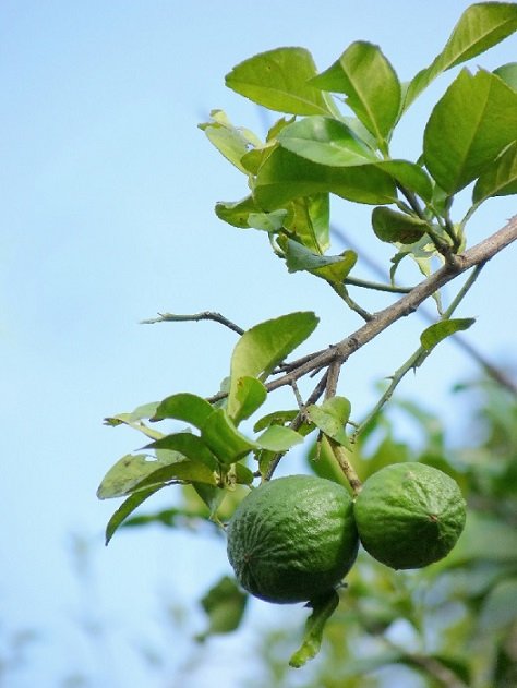 Cây Chanh Bắc 2