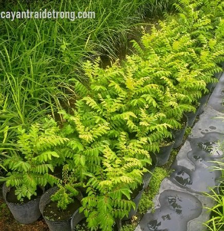 Cây Cà Ri Ấn Độ 2