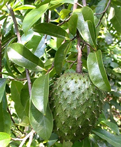 Cây Mãng Cầu Xiêm (mãng cầu gai) 2