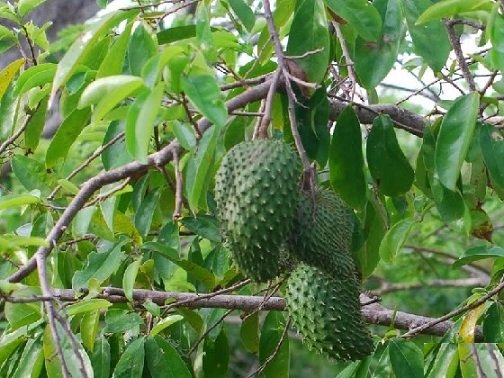 Cây Mãng Cầu Xiêm (mãng cầu gai)