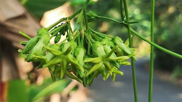 Cây Hoa Thiên Lý
