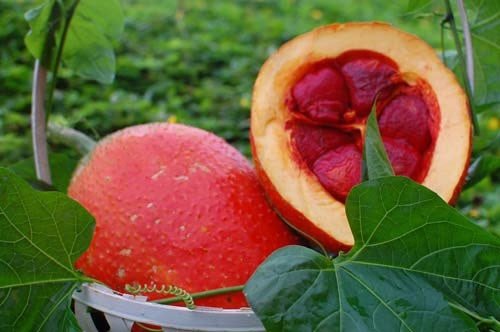 Cây Giấc Giống 2