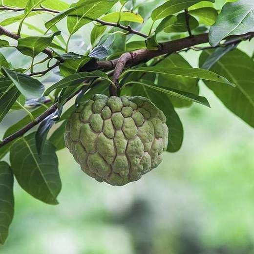 Cây Mãng Cầu Ta (cây na dai)