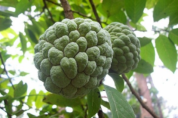 Cây Mãng Cầu Ta (cây na dai) 2