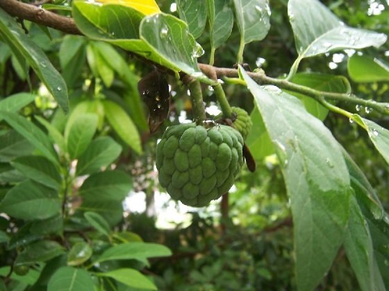 Cây Mãng Cầu Ta (cây na dai) 3