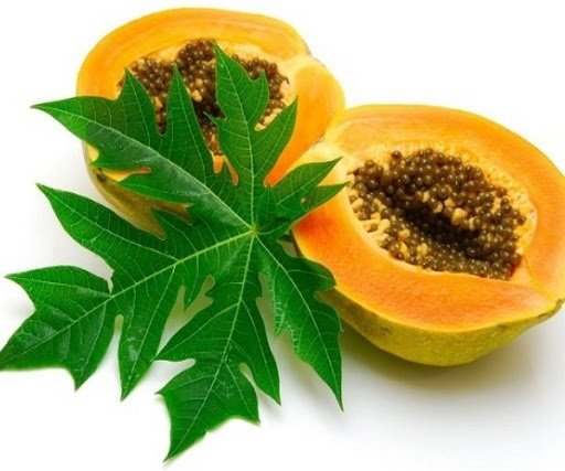 Cây Đu Đủ 3