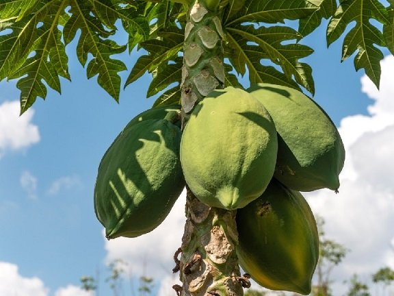 Cây Đu Đủ