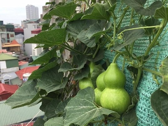 Cây Bầu Hồ Lô