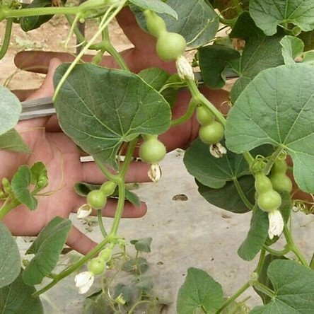 Cây Bầu Hồ Lô 3