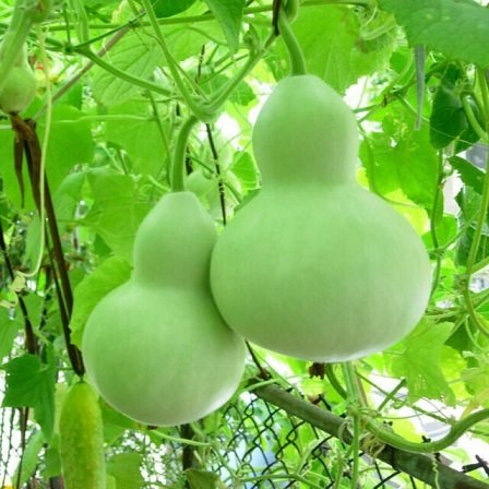 Cây Bầu Hồ Lô 2