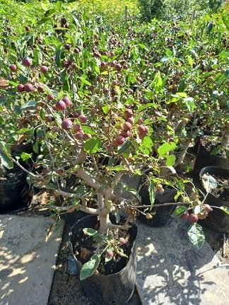 Cây Táo Cherry 2