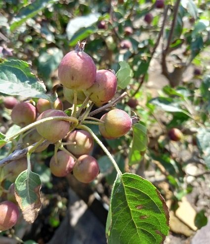Cây Táo Cherry