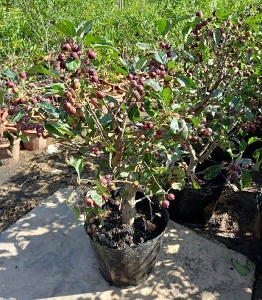 Cây Táo Cherry 3