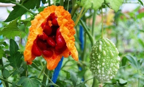 Cây Khổ Qua (mướp đắng) 3