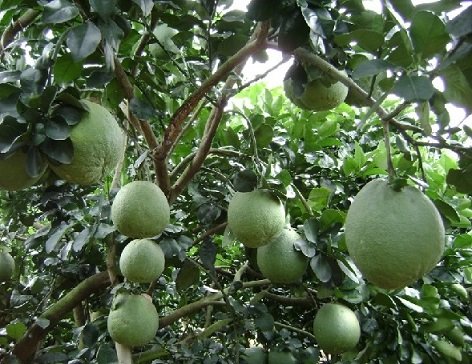 Cây Bưởi Da Xanh 2