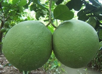 Cây Bưởi Da Xanh 3