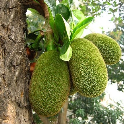 Cây Giống Mít Thái 3