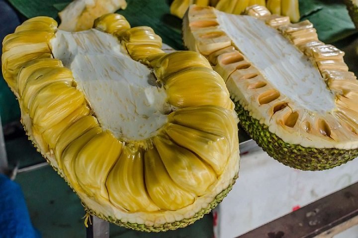 Cây Giống Mít Thái