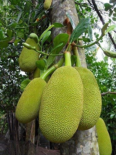 Cây Giống Mít Thái 2