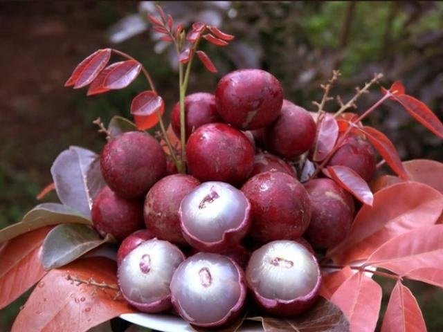 Cây Nhãn Quả Tím