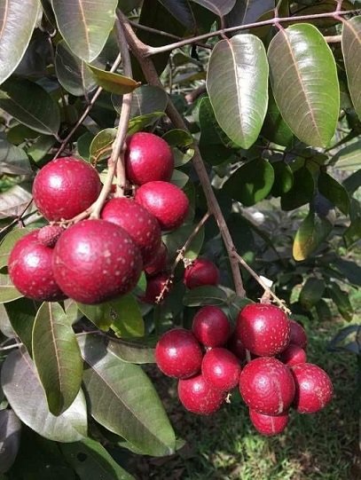 Cây Nhãn Quả Tím 3