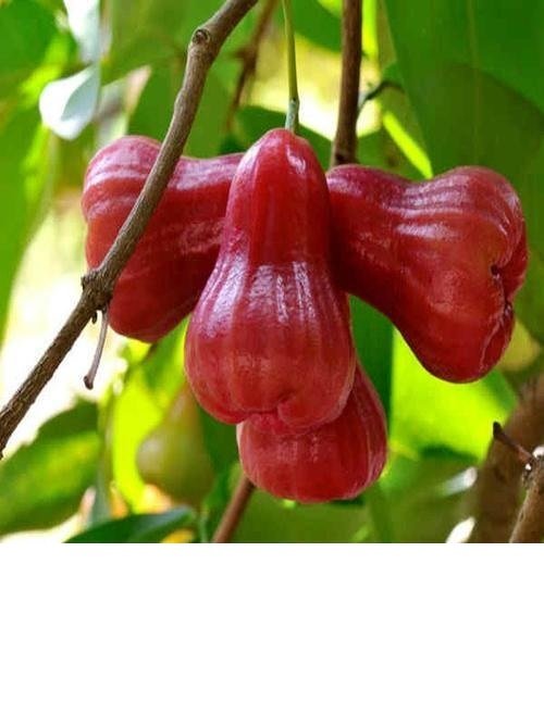 Cây Mận Đỏ An Phước 2