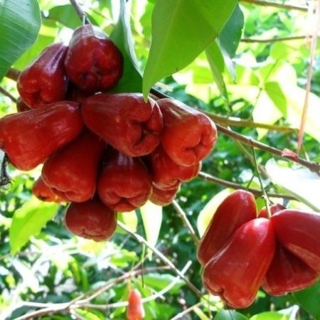 Cây Mận Đỏ An Phước 3