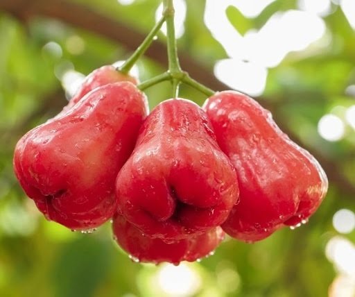 Cây Mận Đỏ An Phước