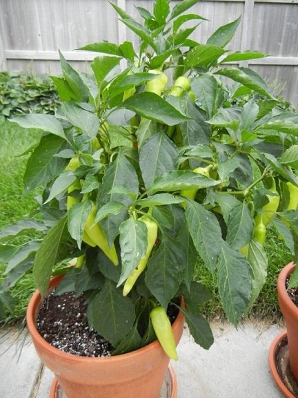 Cây Ớt Sừng Trâu 3