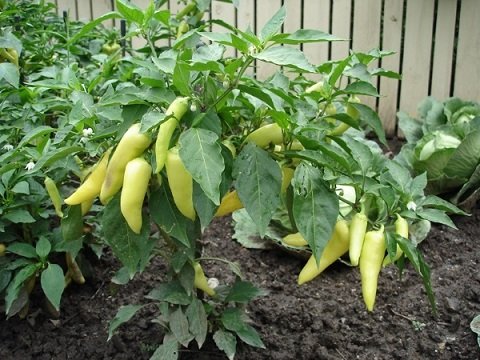 Cây Ớt Sừng Trâu