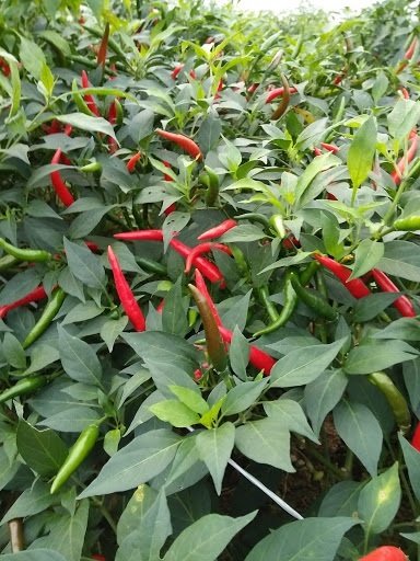 Cây Ớt Chỉ Thiên 2