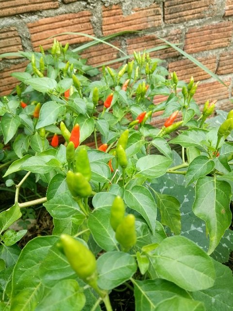 Cây Ớt Hiểm 3