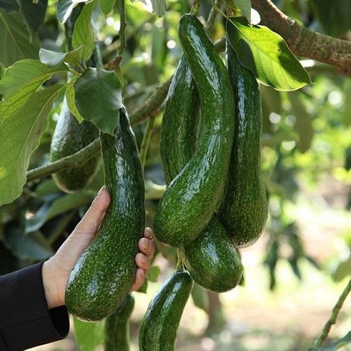 Cây Bơ Giống 034 2