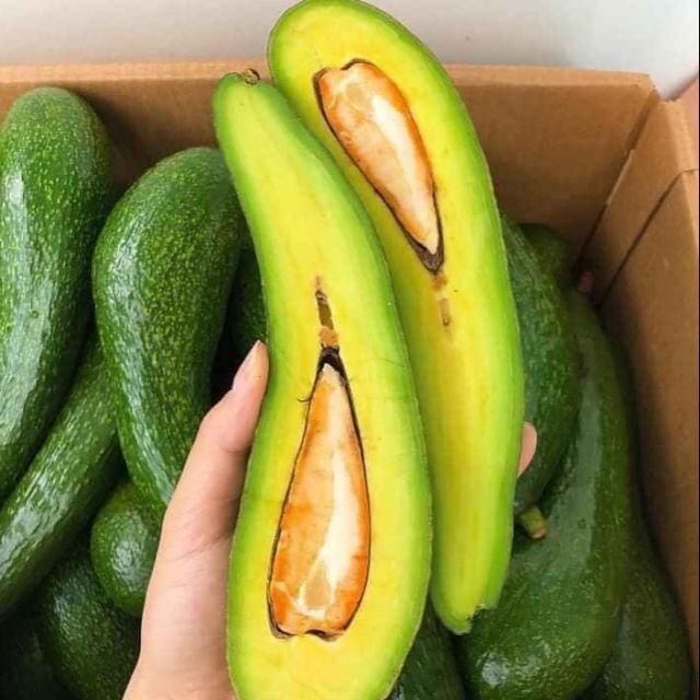 Cây Bơ Giống 034