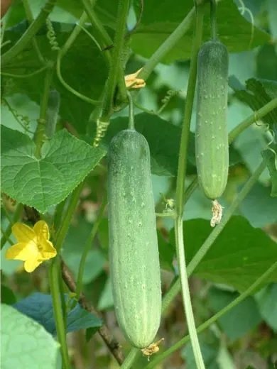 Cây Dưa Leo Giống