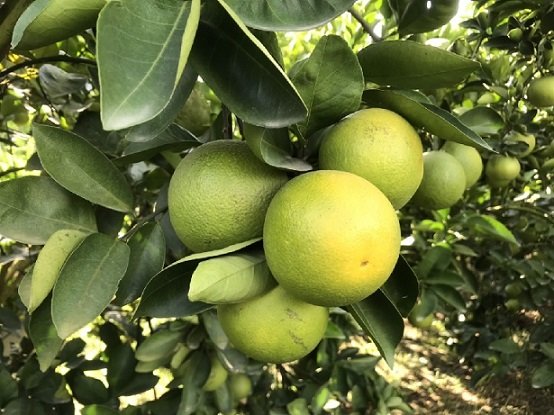 Cây Cam Xoàn
