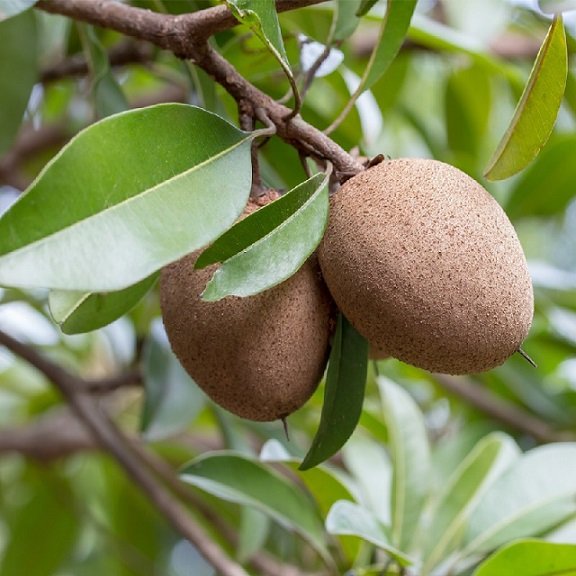 Cây Sa Pô Chê (hồng xiêm)