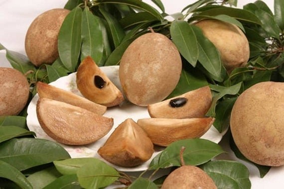 Cây Sa Pô Chê (hồng xiêm) 3