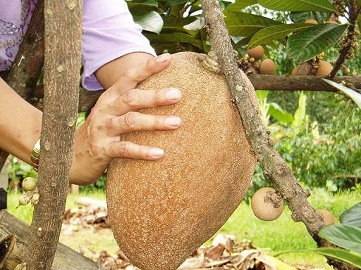 Cây Hồng Xiêm Xoài 2